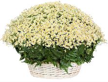 Цветочная композиция из Ромашки в корзине #REPLACE_PRED# Заводском
